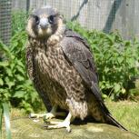 tl_files/02 Bayern/02 DFO Bayern/03 Auffangstationen/Regenstauf/Wanderfalke.jpg tl_files/02 Bayern/02 DFO Bayern/03 Auffangstationen/Regenstauf/Wanderfalke.jpg